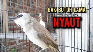 trucukan gacor TARUNG ROPEL PANJANG pancingan trucukan agar bunyi jadikan burung trucuk gacor EMOSI