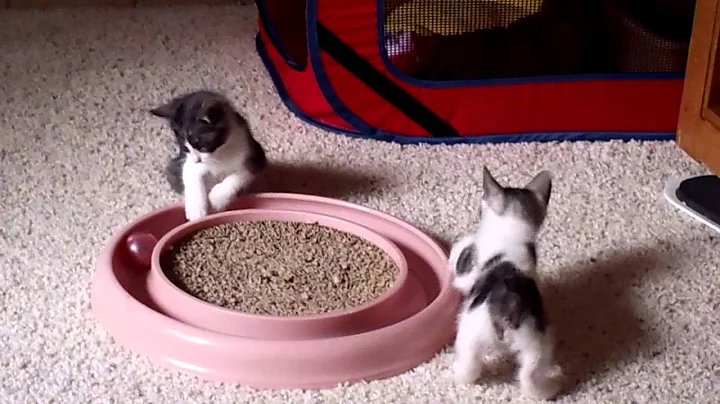 Video 1305201: shorthair longhair kittens, japanese bobtail kittens, bobtail kittens playing, shorthair kittens born