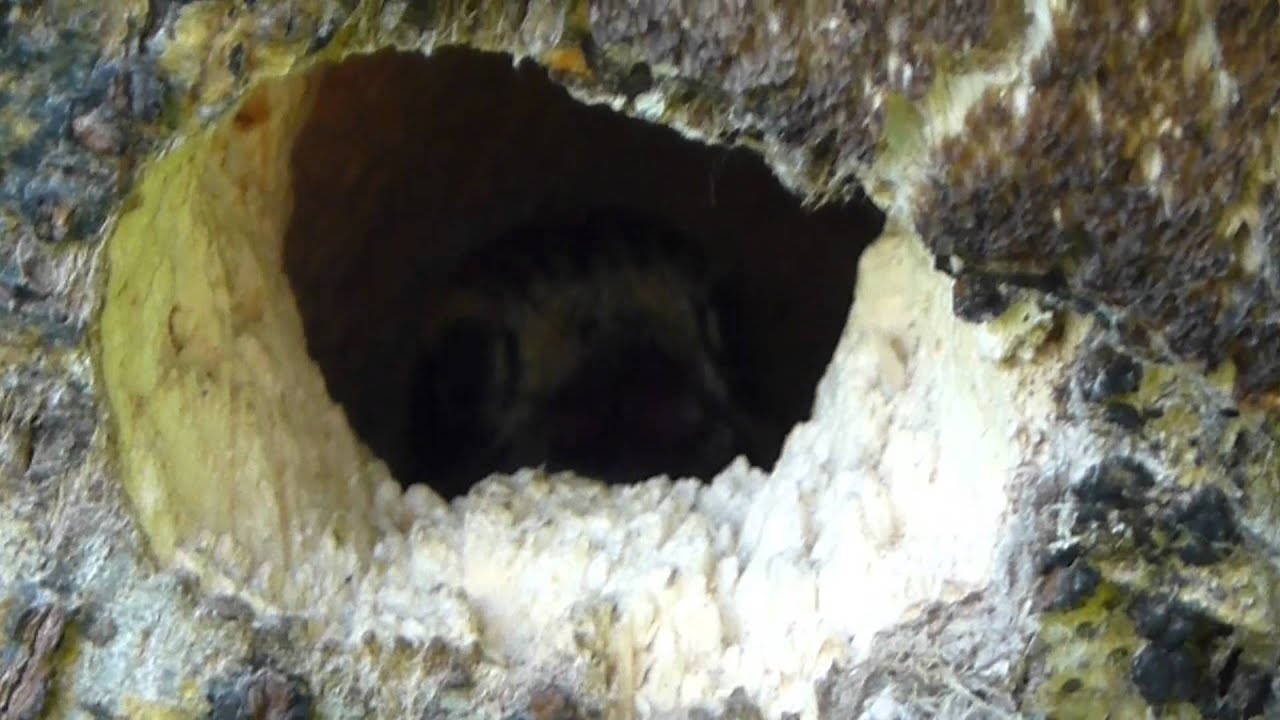 Baby Downy Woodpeckers in the nest - YouTube