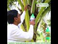Coconut Trees Almost Failed… Then Cocomax Changed Everything! 😲🌴 | Farmer Cheluvaraj