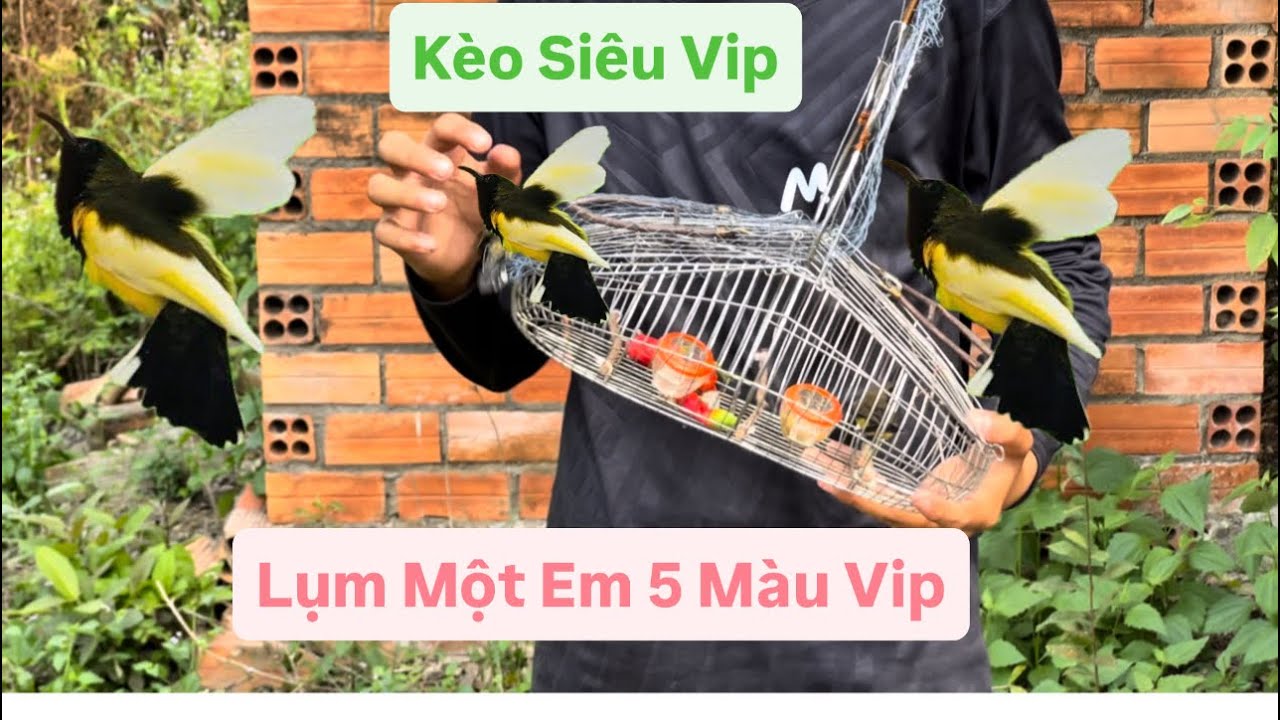 Đi Bẫy Chim Hút  Mật 5 Màu  Gặp Kèo Hút Mật Vip 