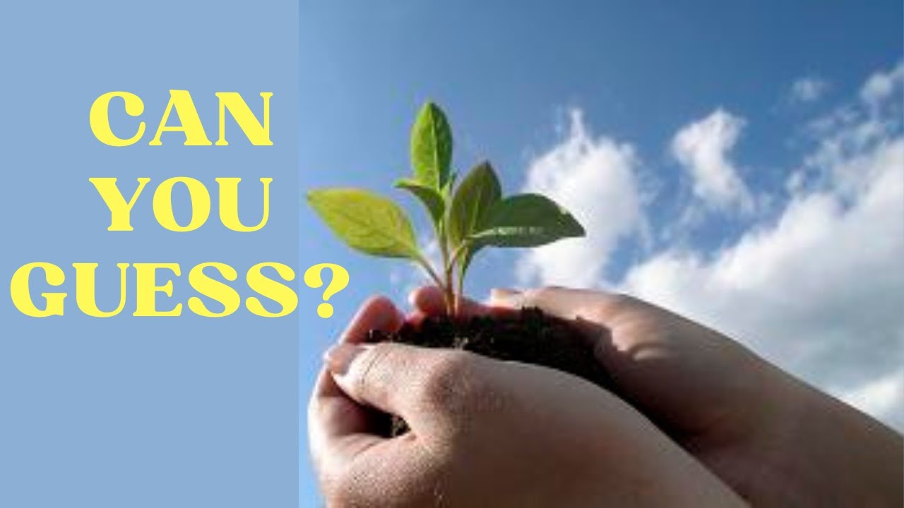 When Is the BEST Time To Plant Seeds in Your Garden? YouTube