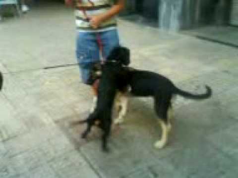 perro penetra a perra¡¡¡se la empatrona!!! - YouTube