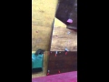 Super cat!