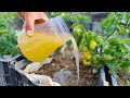 Stop Waiting! Grow Plants 5 Time Faster With This Simple Duo!