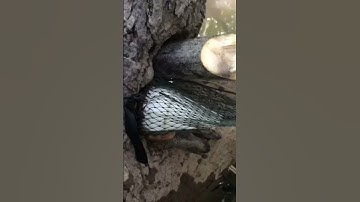 Săn Chuột Rừng..Thật *BẤT NGỜ* Với Cái Bọng Bần #shorts