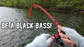 Looking For Fish That Can Bend A Bass Rod..