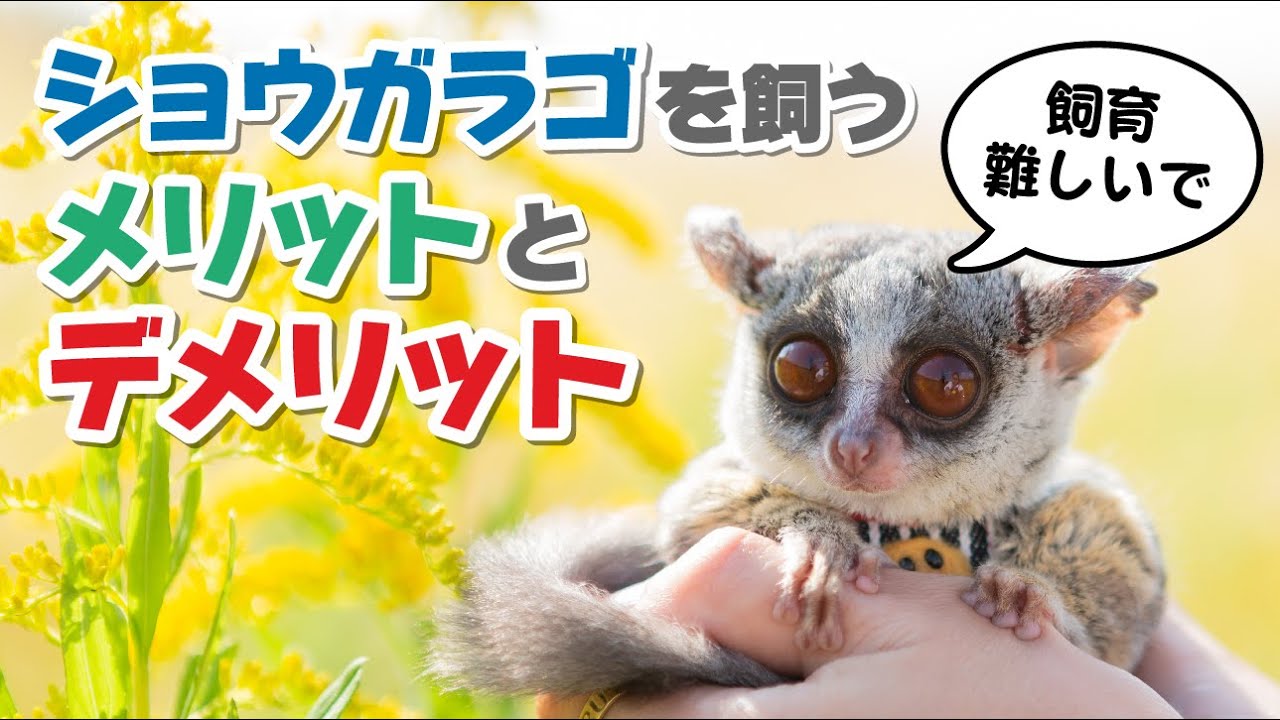 ショウガラゴを飼うメリット デメリット Pizzatoru The Bushbaby お猿のピザトル Youtube