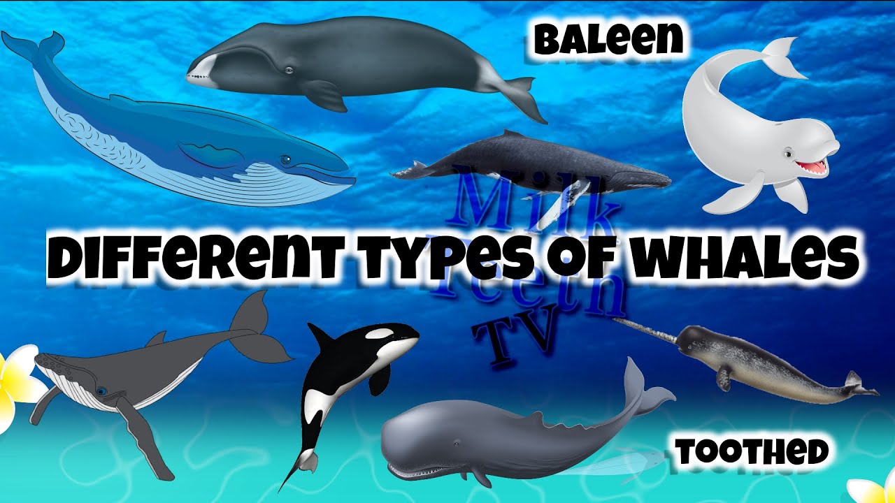 Types of Whales | Baleen and Toothed Whales Names | with Pictures and