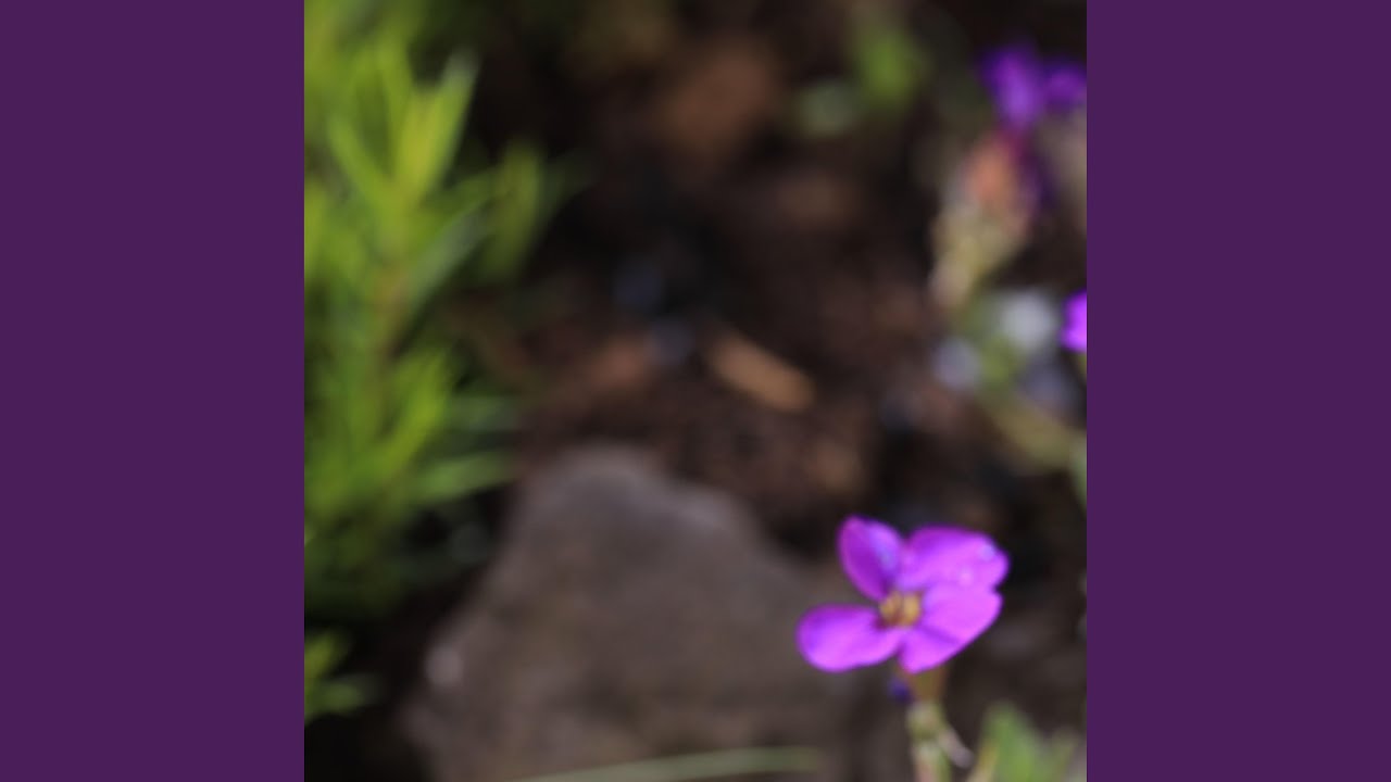 Disfigure - Blank (slowed Reverb)