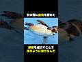 南国のアイドルペンギン#動物 #雑学 #海 #マジか動物園