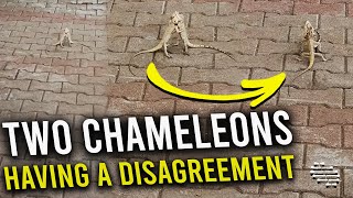 Two Chameleons Having a Disagreement and Pushing Each Other as Lady Records