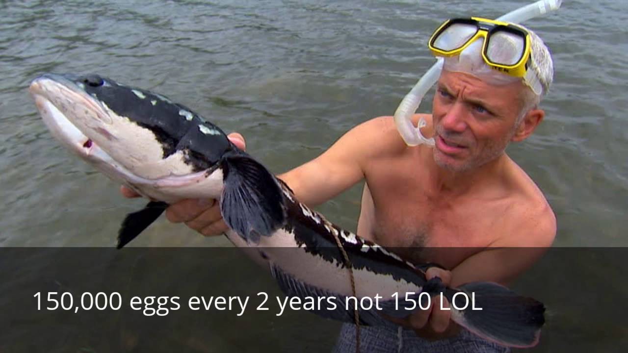 MONSTER FISH FILES: SNAKEHEAD [channa] [Care Guide] - YouTube