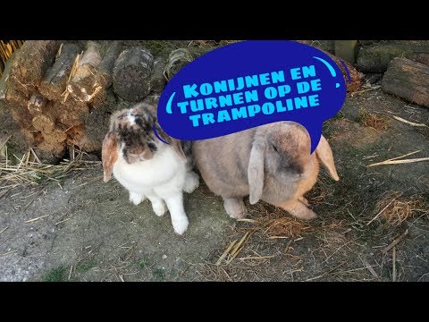 Konijnen en turnen op de trampoline | Konijnen/kippen-video's Konijnen en turnen op de trampoline | Konijnen/kippen-video's