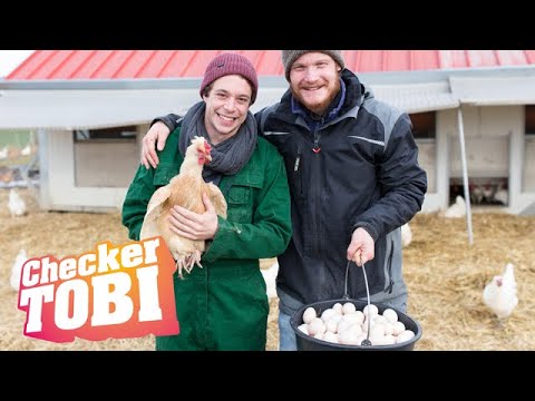 Video: Wie Man Ein Großes Grünes Ei Für Alles Verwendet