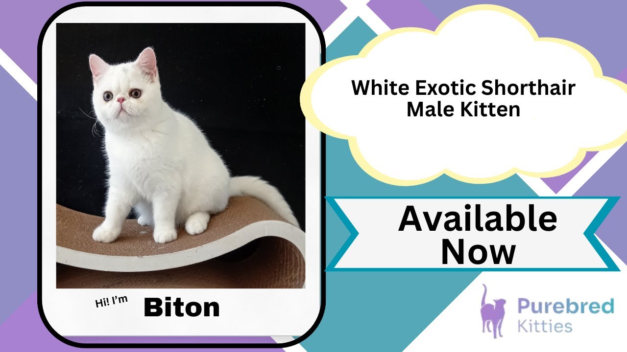 Biton Vi Biton White Exotic Shorthair Male Kitten Available Now | Purebred ...