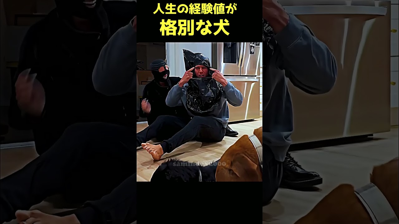 訓練された最後の犬がヤバすぎる・・ #shorts