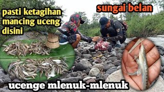 mancing uceng tehnik nutul di sungai belan memang bikin betah ucengnya gemuk-gemuk