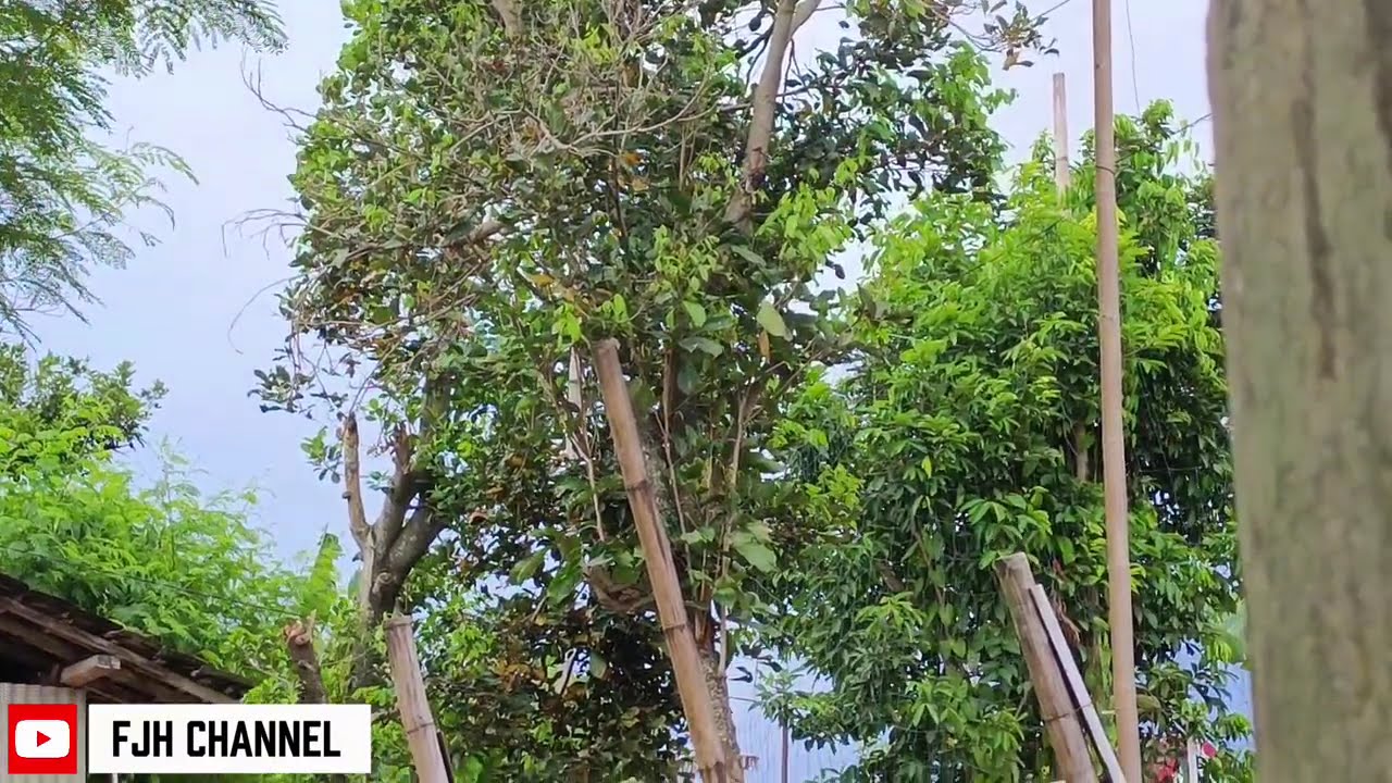 Suasana Kebun di Pedesaan yang Indah dan Tenang