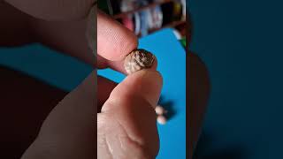 Day #22 of 3D Printing Whatever Animal the Top Comment Says for Each Like.