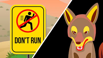 Do coyotes attack humans in Texas?