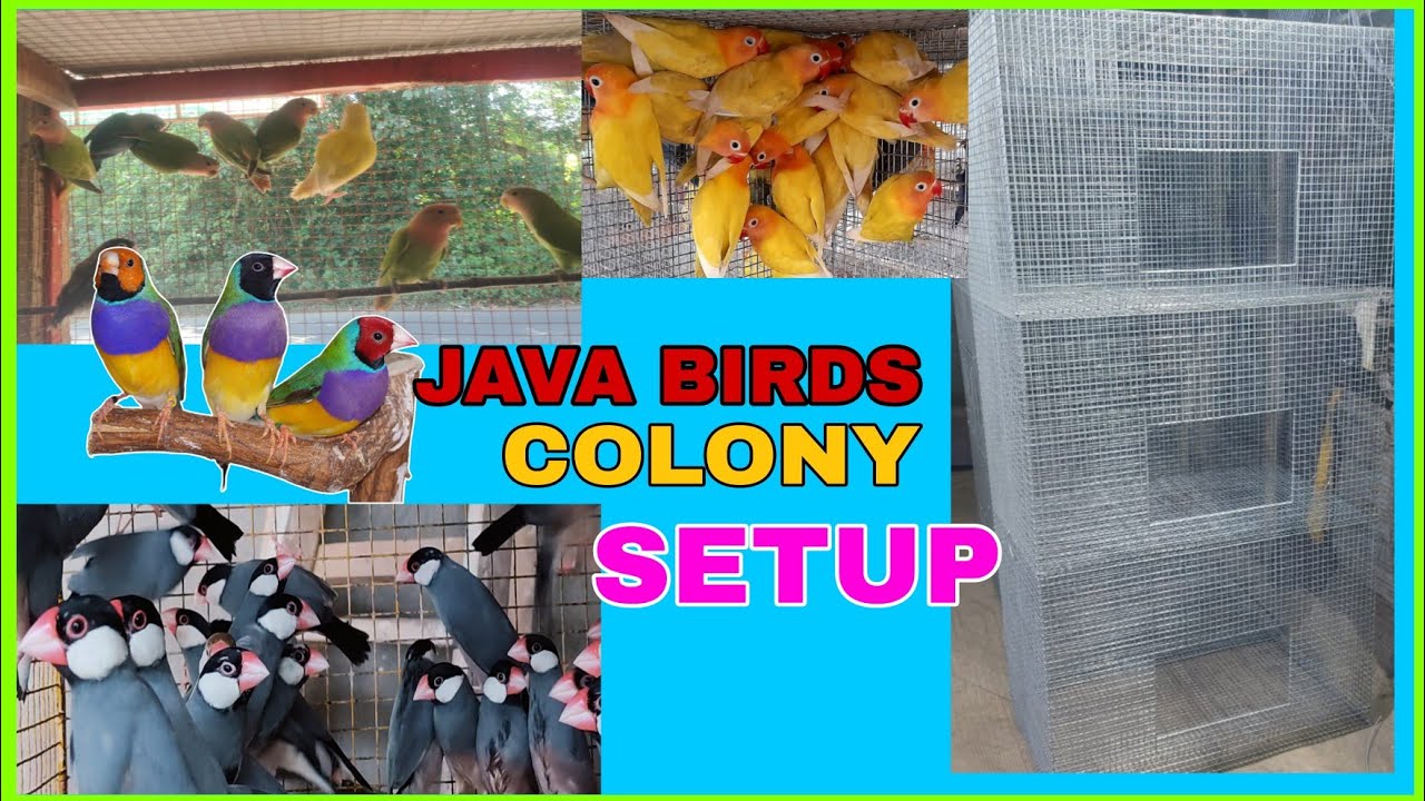 best colony size for java birds || how to take care/ medicines ...