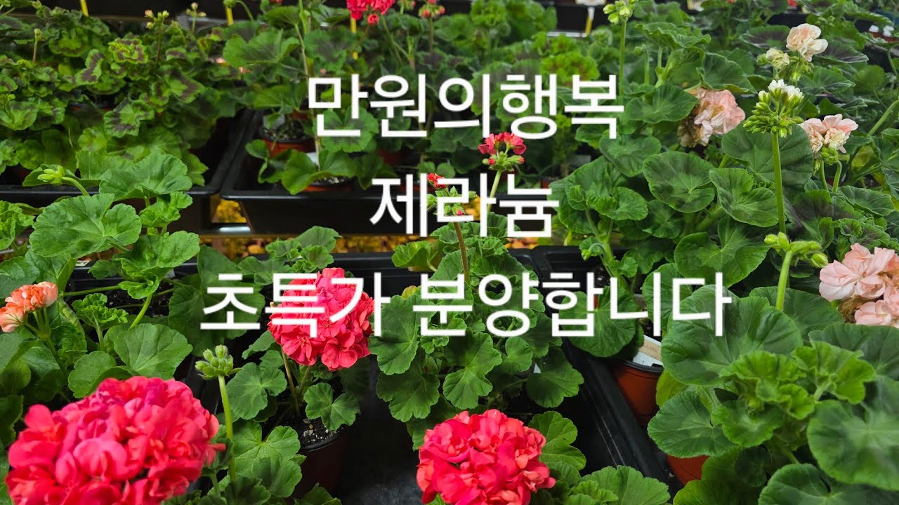 26년2월24일 러시아 , 유럽, k제라늄  초특가  분양합니다 