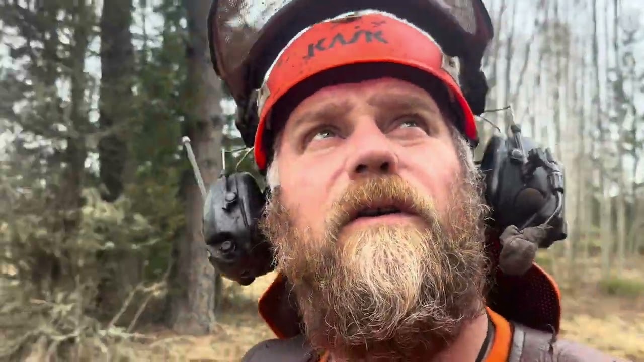 Lutande granar att fälla. En på 80 cm i diameter. Yxan gick av.