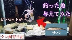 ひぐらしなまず Youtube