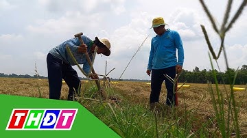 Thú vị săn chuột đồng mùa gặt ở miền Tây | THDT