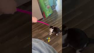 Video of adoptable pet named Paris