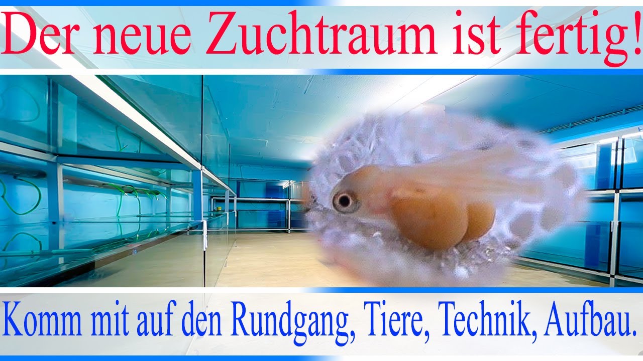 Neuer Zuchtraum Premiere! Wir nehmen euch mit auf einen Rundgang, Tiere, Technik, Aufbau | #Aquarium
