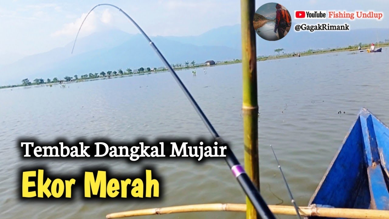 Serangan Mujair Ekor Merah Di Spot Pari Kelep/Mancing Rawapening Terbaru.#FU-362