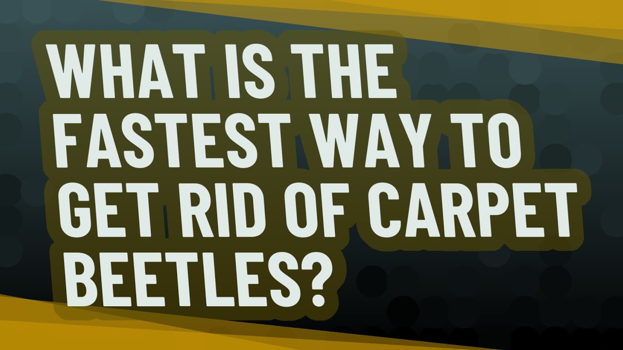 What is the fastest way to get rid of carpet beetles? - YouTube