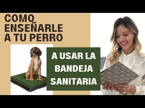 Video: Cosas a considerar al comprar pañales para perros