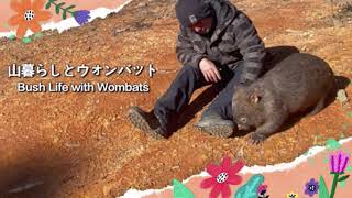 元保護ウォンバットのブルが珍しく日中に帰ってきたよ - YouTube