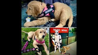 Service Dog Puppy Basics: 8 - 14 Weeks