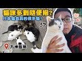 【貓咪多到隨便抱？九洲藍島真的很多貓？】狸貓