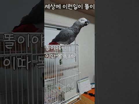 연구대상똘이 항상 <strong>아빠엄마를</strong> 애타게 부르는 천재앵무새 똘이 !! #shorts #amazing #shocked #parrot