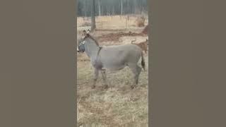Donkey laughs at dog getting shocked by Electric fence 😂