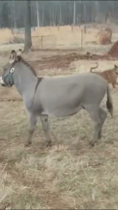 Donkey laughs at dog getting shocked by Electric fence 😂