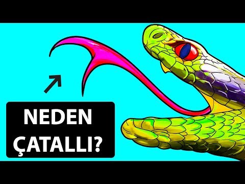 Video: Yılanlar Neden Dillerini Kullanır?