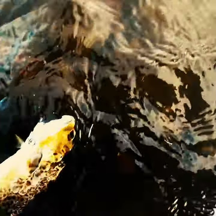 Pure (Fish) Porn: Another Yellowstone River Trout on the Streamer!