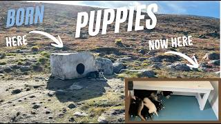 Bringing the pups home: Tiny Puppy Throwback