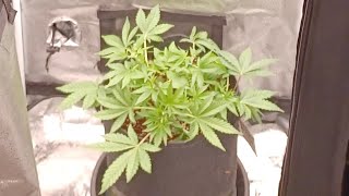 Week 6 Gorilla Cookies Spider Farmer G3000 medical marijuana grow Pure Instinto Seeds