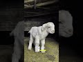 My farm life  #agrobusiness #goat #theothersideofmakebelieve