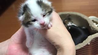 体重測定する子猫が気になって邪魔する母猫