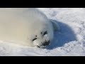 太ったホワイトコートの赤ちゃんが寝ている