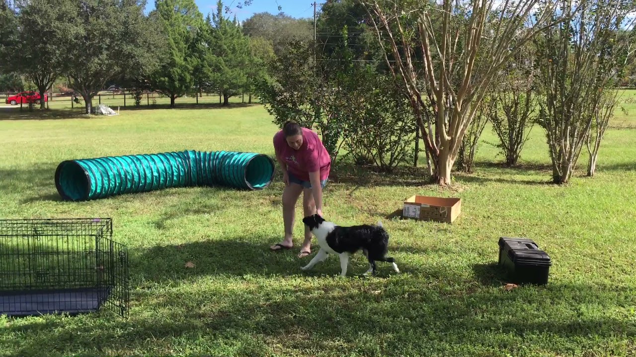 Leia s AKC Novice Trick Dog Video YouTube leia-s-akc-novice-trick-dog-video-youtube