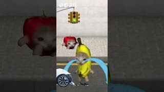 Banana Cat with car accident 😖 #catmemes #cat #bananacat #happycats